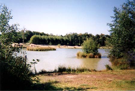 forty acre plantation lake vew